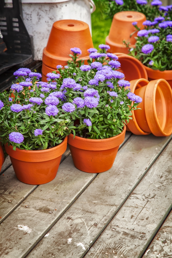 Do you know how to use baking soda in your garden. It's time to garden with baking soda, because there are 15 amazing ways it can help you. It can even help extend flower life. Ways To Use Baking Soda In The Garden