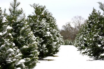 10-must-know-christmas-tree-care-tips