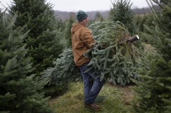 Seasonal worker Chris Arnold carries a Christmas tree to a flatbed on his second day of work at the John T Nieman Nursery, Saturday, Nov. 28, 2015, in Hamilton, Ohio. The fourth generation family farm is home to 60,000 trees that require regular maintenance throughout the year. The family began planting cut-your-own trees in 1987. (AP Photo/John Minchillo) ORG XMIT: OHJM