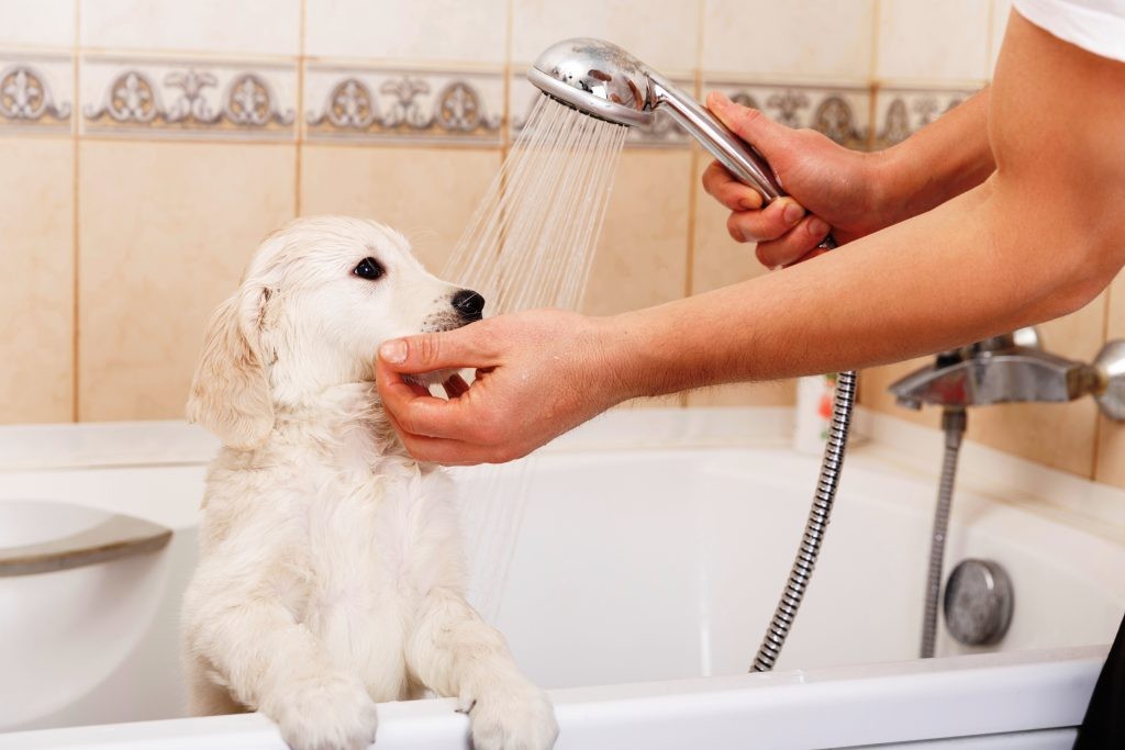 17-Tips-for-Keeping-a-Clean-House-with-PETS-6-1024x683