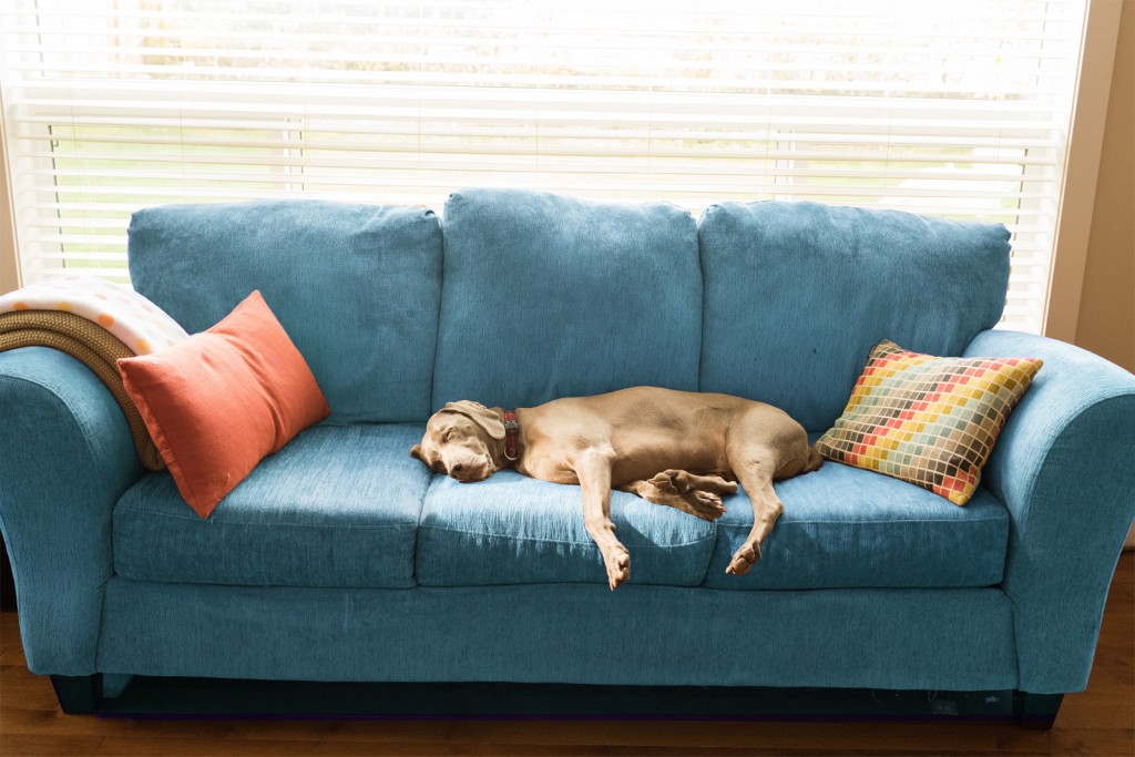 house-cleaning-tips-stinky-smells-dog-couch-standard_0e3d5001004deb3a402f43a1cdf55293