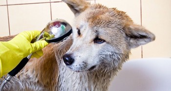 How-to-bathe-your-dog_0