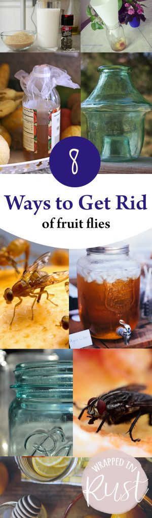 8 Ways to Get Rid of Fruit Flies| How to Get Rid of Fruit Flies, Get Rid of Fruit Flies, How to Get Rid of Fruit Flies, Pest Control, Home Pest Control, How to Get Rid of Fruit Flies in YOur Home