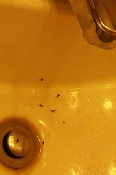 https://wrappedinrust.com/wp-content/uploads/2017/07/q-how-do-you-get-rid-of-sink-drain-flies-bathroom-ideas-home-maintenance-repairs-pest-control.1.jpg