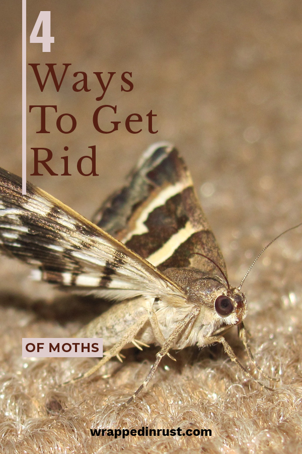 4 Ways to Get Rid of Moths - Wrapped in Rust