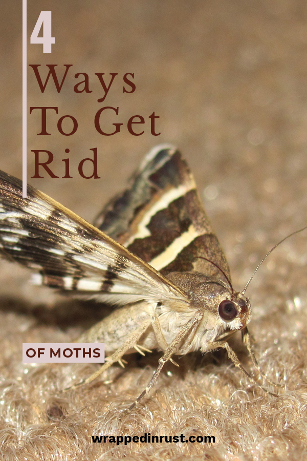 4 Ways to Get Rid of Moths Wrapped in Rust