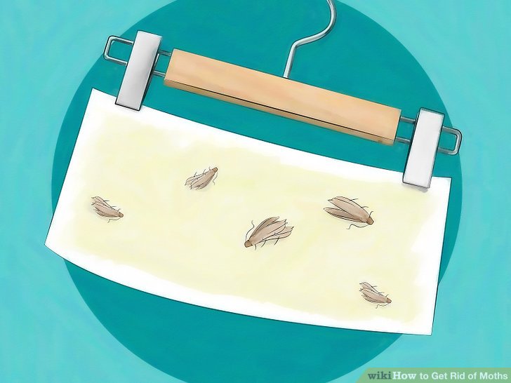 3 Ways to Get Rid of Pantry Moths - wikiHow