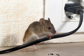 Rodents | Tips and Tricks to Keep Rodents Out | Learn How to Keep Rodents Out | Rodent Control | Pest Control | Pest Control Hacks | Pest Control Tips and Tricks 