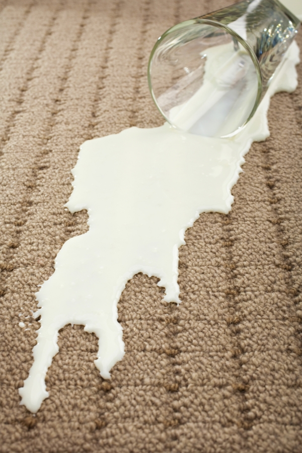 Spilled Milk on Carpet | clean | hacks | milk | cleaning hacks | clean carpets | carpets | how to 