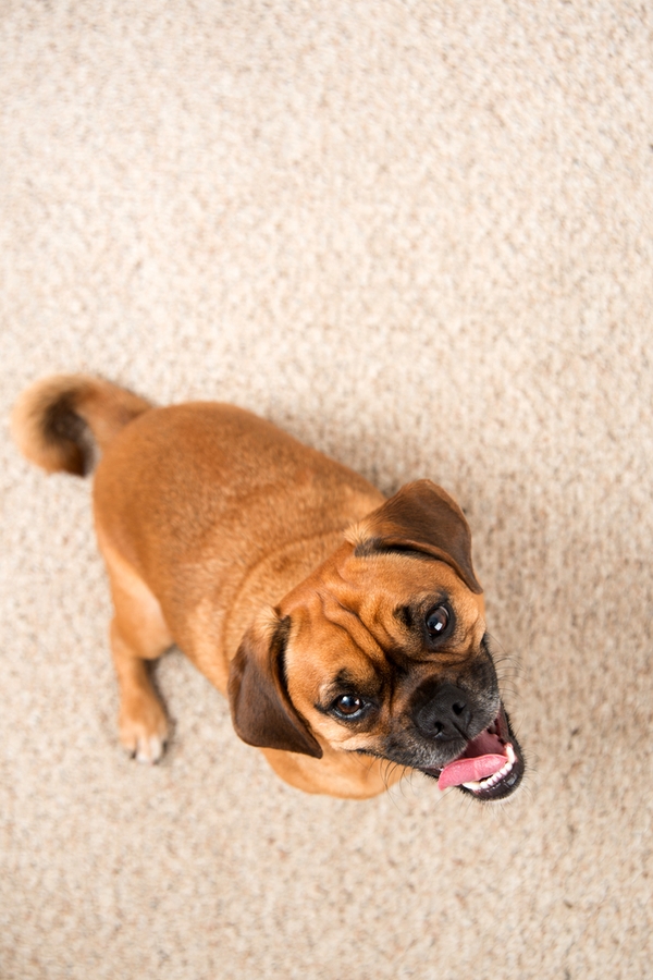 Every pet owner needs to know these carpet cleaning hacks