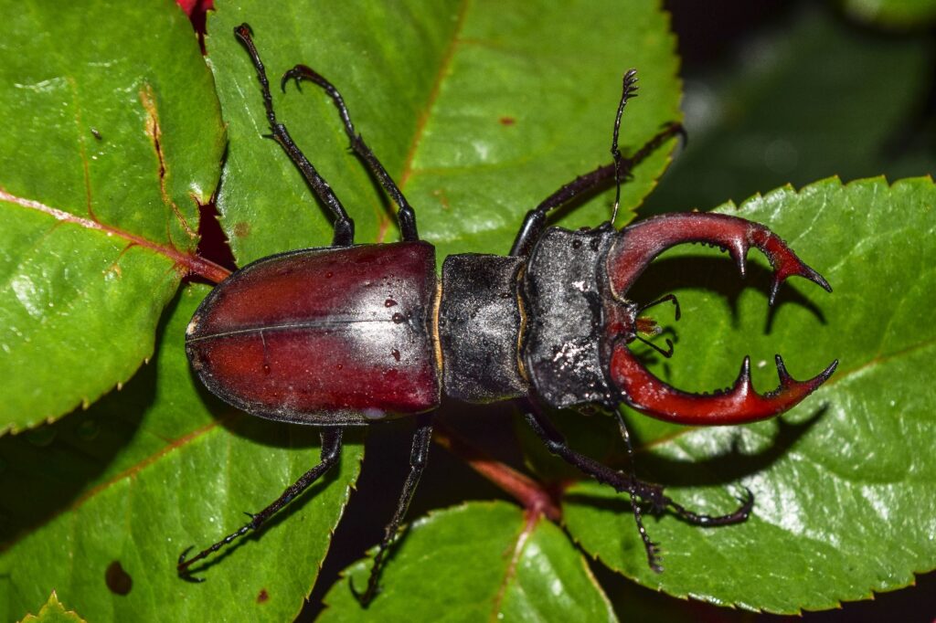 beetle infestation